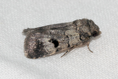 Thoracolopha flexirena