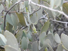 Simmondsia chinensis