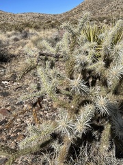 Cylindropuntia