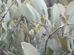 Simmondsia chinensis
