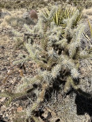 Cylindropuntia