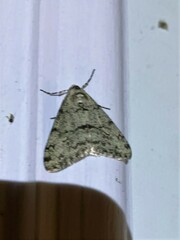 Phigalia strigataria