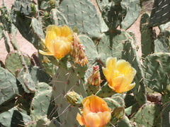 Opuntia engelmannii engelmannii