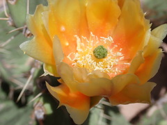 Opuntia engelmannii engelmannii