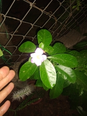 Pereskia