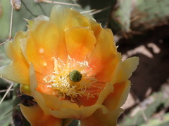 Opuntia engelmannii engelmannii