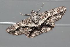Cleora injectaria