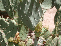 Opuntia engelmannii engelmannii