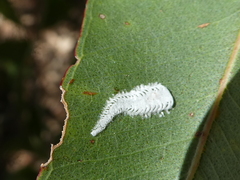 Eucalyptolyma maideni