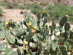 Opuntia engelmannii engelmannii
