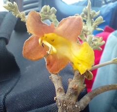 Gmelina arborea