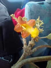 Gmelina arborea