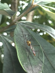 Nephrotoma australasiae