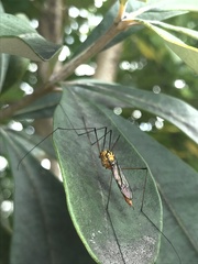 Nephrotoma australasiae