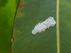 Eucalyptolyma maideni