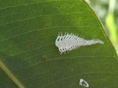 Eucalyptolyma maideni