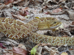 Crotalus basiliscus
