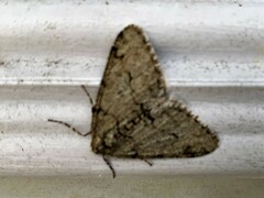 Phigalia denticulata