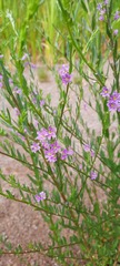 Lythrum paradoxum