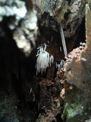 Mucronella fusiformis