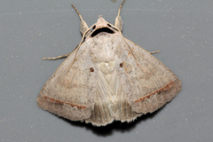 Pantydia capistrata
