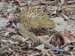 Crotalus basiliscus