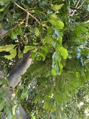 Ceratonia siliqua