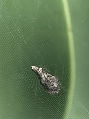 Cyrtophora exanthematica