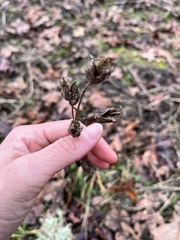 Camassia quamash