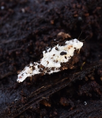 Beauveria bassiana