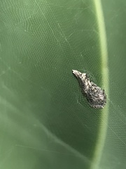 Cyrtophora exanthematica