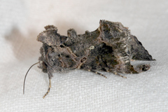 Ctenoplusia furcifera