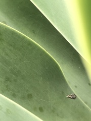 Cyrtophora exanthematica