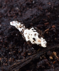 Beauveria bassiana