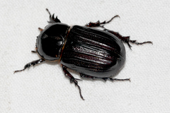 Semanopterus