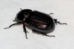 Semanopterus