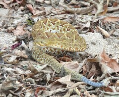 Crotalus basiliscus