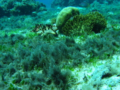 Halophila
