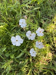 Calibrachoa pygmaea