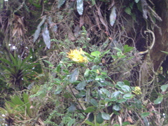 Gaiadendron