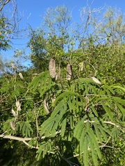 Senegalia bonariensis