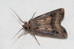 Agrotis ipsilon
