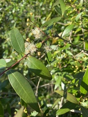 Blepharocalyx salicifolius