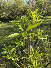 Tabernaemontana catharinensis
