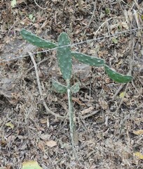 Opuntia karwinskiana