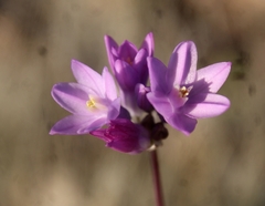 Dipterostemon capitatus pauciflorus
