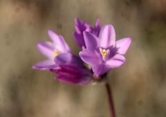 Dipterostemon capitatus pauciflorus