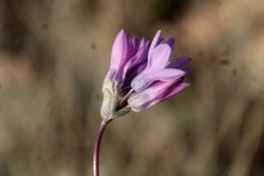 Dipterostemon capitatus pauciflorus