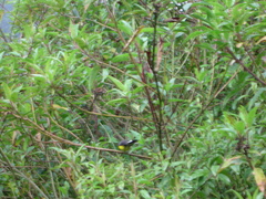 Myioborus melanocephalus