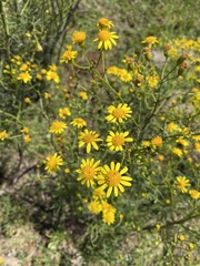Senecio brasiliensis
